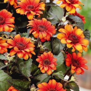 Luna Roja False Sunflower Thumbnail
